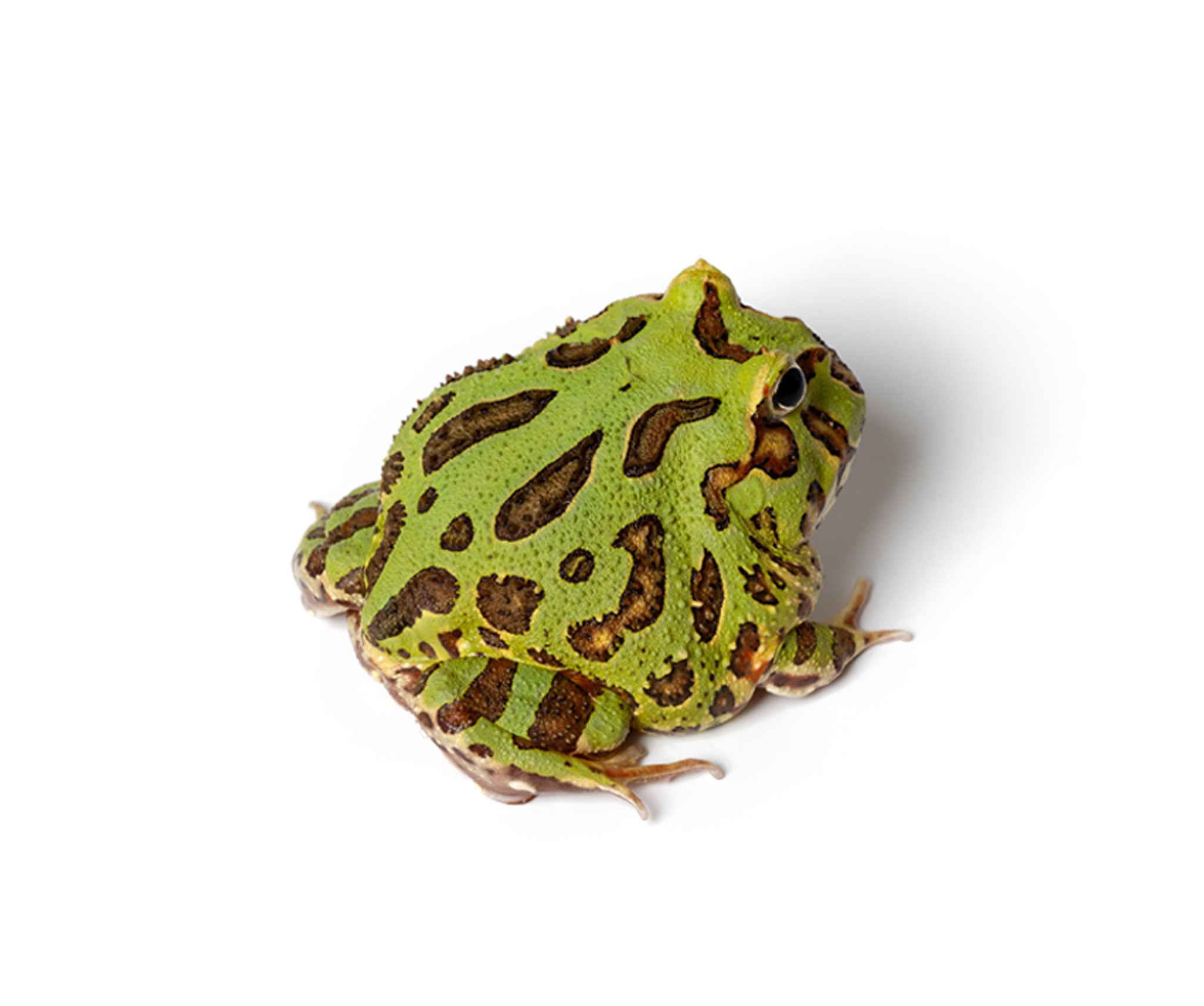 Green Pacman Frog